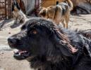 В Ростове собачник натравил пса на кота