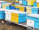 Пчелы готовы зимовать